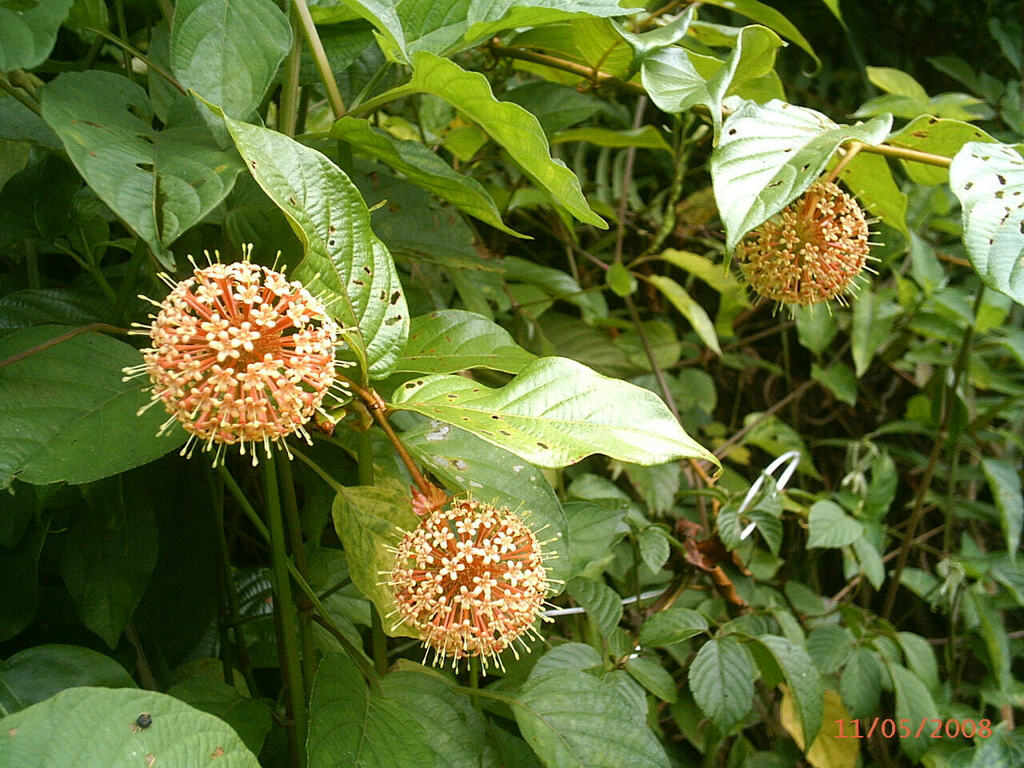 Fish Hook Vine