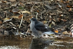 Accipiter nisus