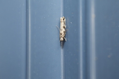 Erechthias zebrina