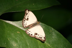 Cymothoe caenis