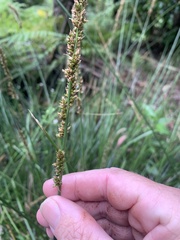Carex appressa