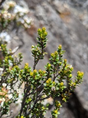 Epacris serpyllifolia