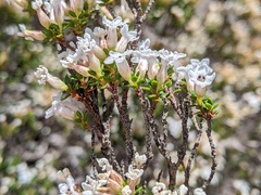 Epacris serpyllifolia