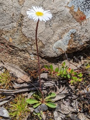 Brachyscome spathulata