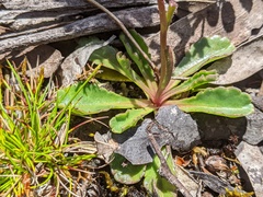 Brachyscome spathulata