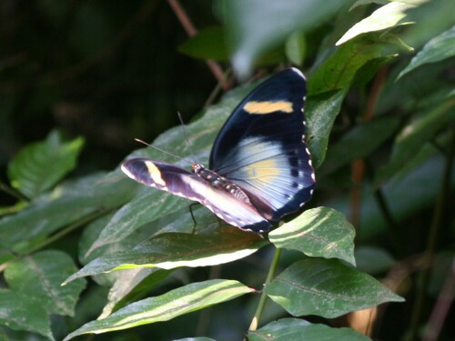 Euphaedra preussi