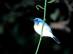Cyornis