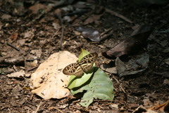 Catuna crithea