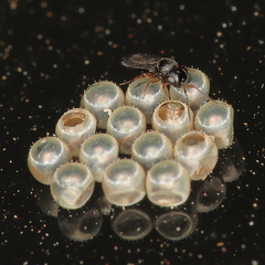 Trissolcus