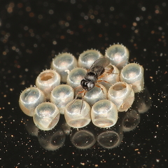 Trissolcus