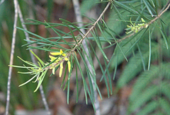 Persoonia linearis
