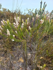 Spatalla racemosa