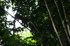 Cercopithecus cephus cephus