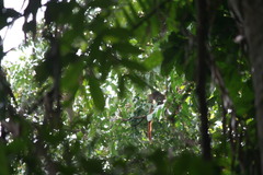 Cercopithecus cephus cephus