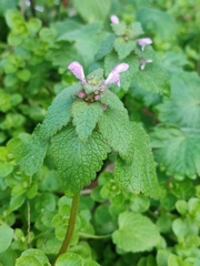 Lamium purpureum