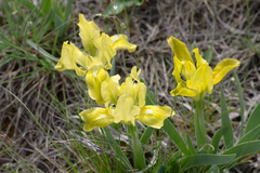 Iris pumila