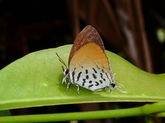 Drupadia ravindra