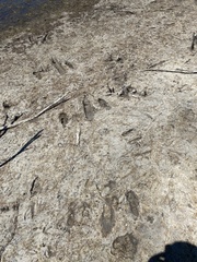 Macropus fuliginosus