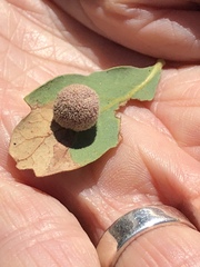 Cynips multipunctata