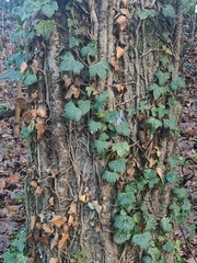 Hedera helix