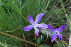 Vinca herbacea