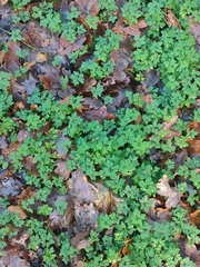 Geranium robertianum