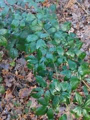 Rubus