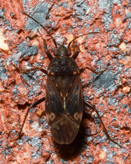 Neolethaeus tenebrosus