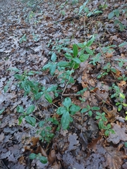 Lonicera periclymenum