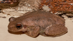 Litoria balatus