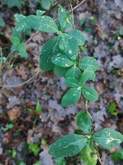 Lonicera periclymenum