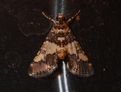 Nacoleia mesochlora