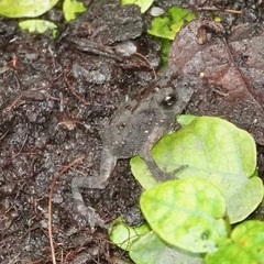 Duttaphrynus melanostictus