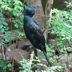 Phalacrocorax fuscicollis