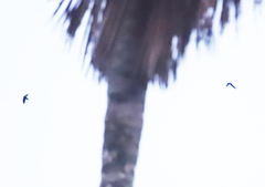 Chaetura brachyura