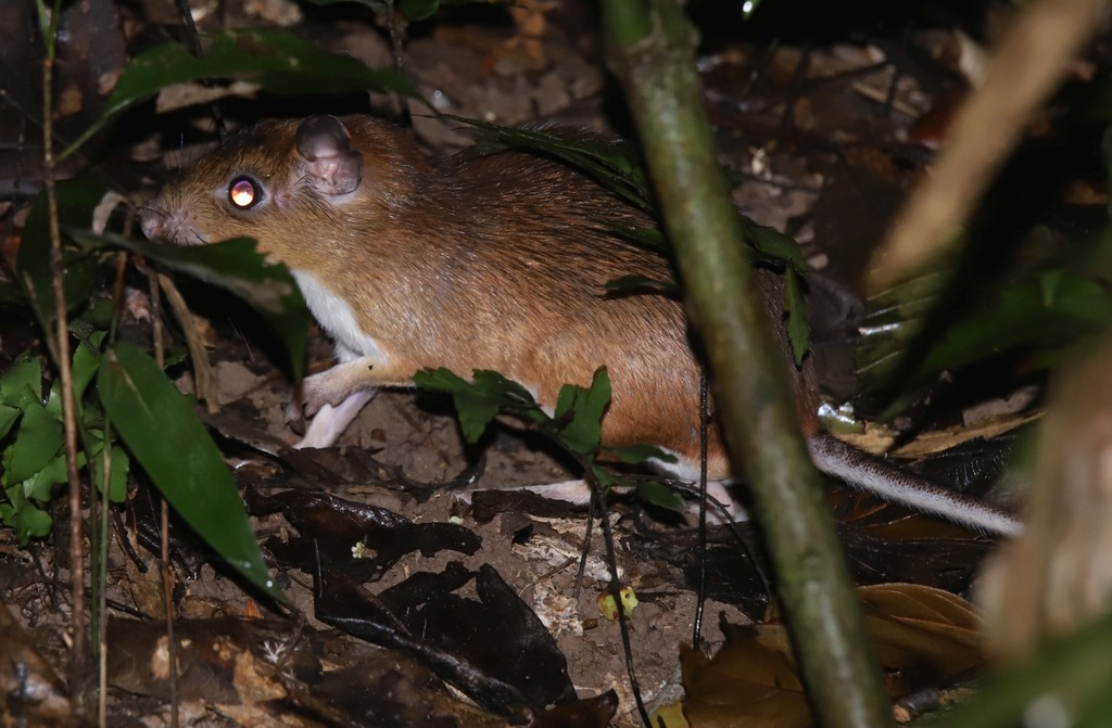 Steere's Spiny-Rat