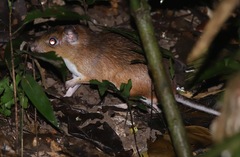 Steere's Spiny-Rat photo 1