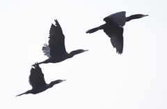 Nannopterum brasilianum