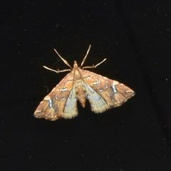 Musotima nitidalis