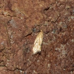 Clepsis divulsana