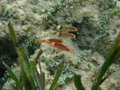 Parupeneus multifasciatus