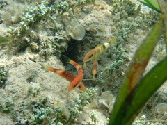 Parupeneus multifasciatus