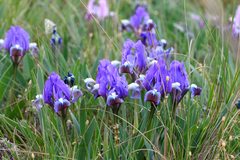 Iris pumila