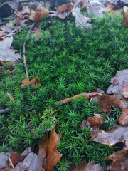 Polytrichum formosum
