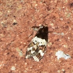 Sphyrelata melanoleuca