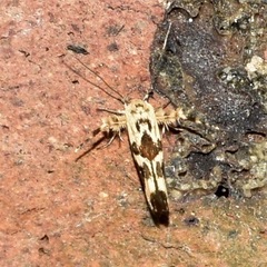 Stathmopoda melanochra
