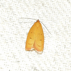 Earias luteolaria