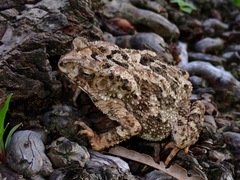 Ingerophrynus philippinicus