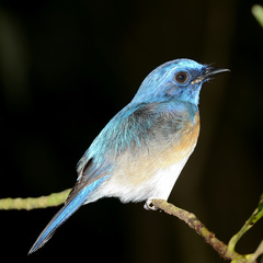Cyornis