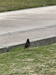 Acridotheres tristis